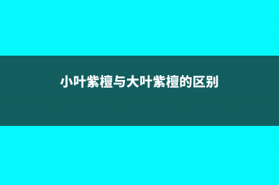 小叶紫檀的特点 (小叶紫檀与大叶紫檀的区别)