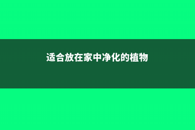 适合放在家中净化空气的植物，适合放在办公室的绿植 (适合放在家中净化的植物)