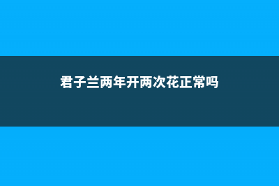 君子兰两年能开花吗，君子兰什么时候开花 (君子兰两年开两次花正常吗)