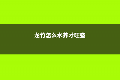 龙竹用什么水养，龙竹水养注意事项 (龙竹怎么水养才旺盛)