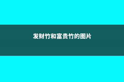 发财竹和富贵竹一样吗，发财竹和富贵竹的图片 (发财竹和富贵竹的图片)