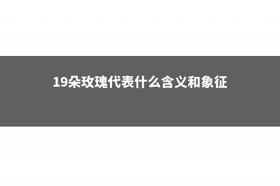 19朵玫瑰代表什么意思 (19朵玫瑰代表什么含义和象征)