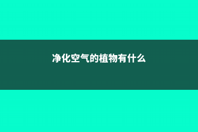 净化空气的植物 (净化空气的植物有什么)