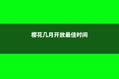 樱花几月开 (樱花几月开放最佳时间)