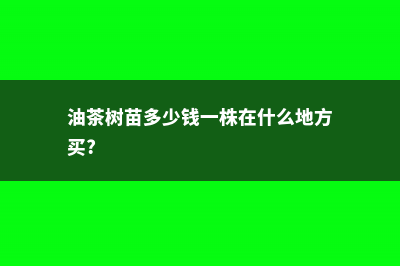 油茶树苗多少钱一棵 (油茶树苗多少钱一株在什么地方买?)