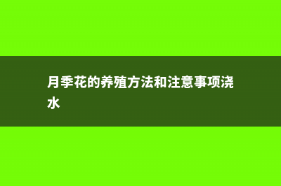 月季花的养殖方法，月季花栽培技术 (月季花的养殖方法和注意事项浇水)