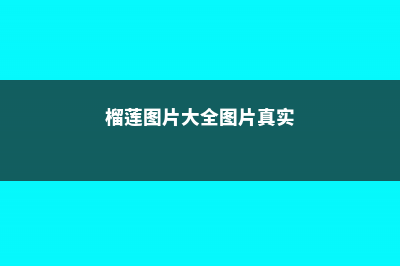 榴莲图片（形态特征和养护方法简介） (榴莲图片大全图片真实)