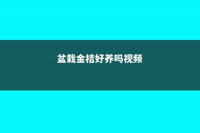 盆栽金桔好养吗 (盆栽金桔好养吗视频)