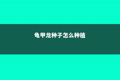 龟甲龙种子怎么播种 (龟甲龙种子怎么种植)