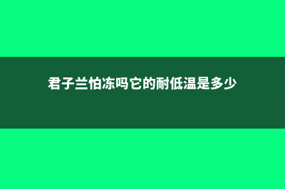 君子兰耐寒吗 (君子兰怕冻吗它的耐低温是多少)