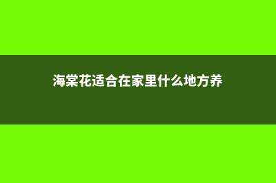 海棠花适合在家里养吗 (海棠花适合在家里什么地方养)