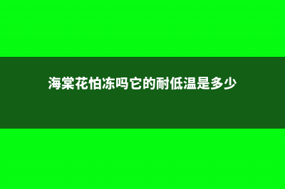 海棠花怕冻吗 (海棠花怕冻吗它的耐低温是多少)