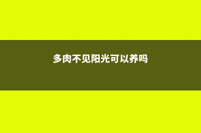 多肉不见阳光可以吗 (多肉不见阳光可以养吗)