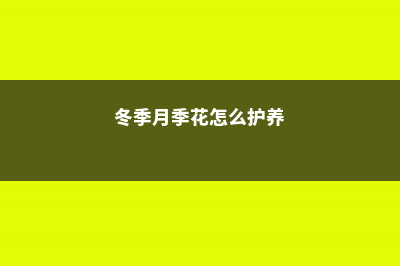 冬天月季花的养殖方法 (冬季月季花怎么护养)