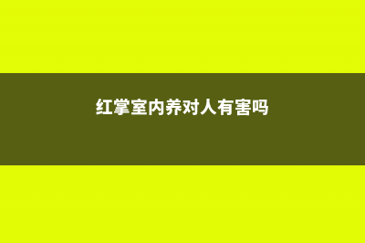 红掌可以室内养吗 (红掌室内养对人有害吗)