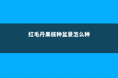 红毛丹果核种盆栽教程 (红毛丹果核种盆景怎么种)