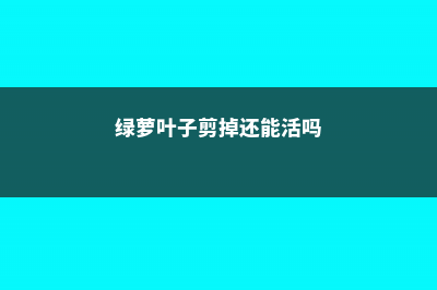 绿萝叶子剪掉还会长吗 (绿萝叶子剪掉还能活吗)