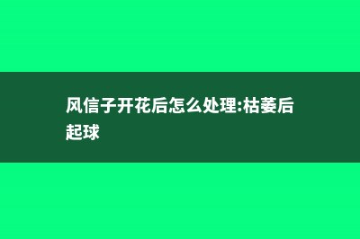 风信子开花后怎么养 (风信子开花后怎么处理:枯萎后起球)