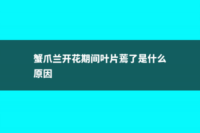 蟹爪兰开花期间怎么养 (蟹爪兰开花期间叶片蔫了是什么原因)