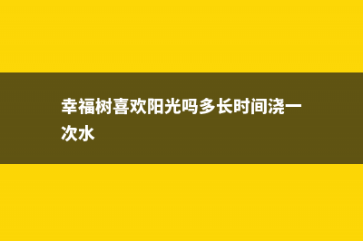 幸福树喜欢阳光吗 (幸福树喜欢阳光吗多长时间浇一次水)