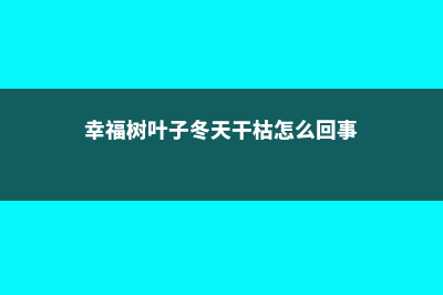 幸福树叶子冻干还能活吗 (幸福树叶子冬天干枯怎么回事)