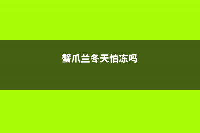 蟹爪兰冬天会冻死吗 (蟹爪兰冬天怕冻吗)