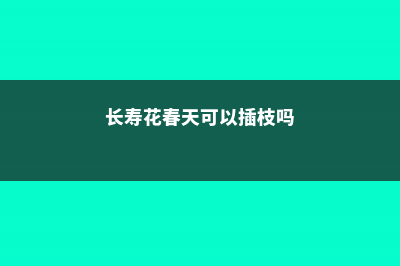 长寿花春天可以修剪吗 (长寿花春天可以插枝吗)