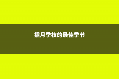 插月季枝的最佳时间是什么时候 (插月季枝的最佳季节)