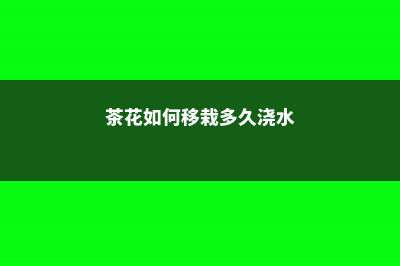 茶花最佳移栽时间是什么时候 (茶花如何移栽多久浇水)