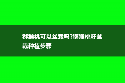 猕猴桃可以盆栽吗 (猕猴桃可以盆栽吗?猕猴桃籽盆栽种植步骤)