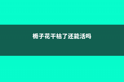 栀子花干枯了还能救活 (栀子花干枯了还能活吗)