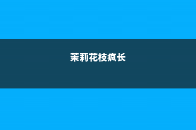 茉莉枝条疯长原因是什么，如何解决 (茉莉花枝疯长)