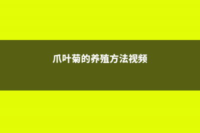 爪叶菊的养殖方法 (爪叶菊的养殖方法视频)