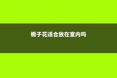 栀子花适合放在客厅吗 (栀子花适合放在室内吗)