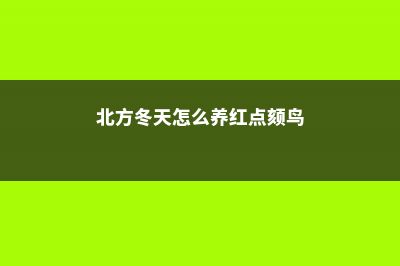 北方冬天怎么养朱顶红 (北方冬天怎么养红点颏鸟)