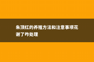 朱顶红的养殖方法 (朱顶红的养殖方法和注意事项花谢了咋处理)