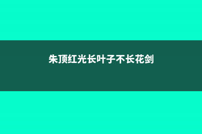 朱顶红光长叶子不开花怎么办 (朱顶红光长叶子不长花剑)