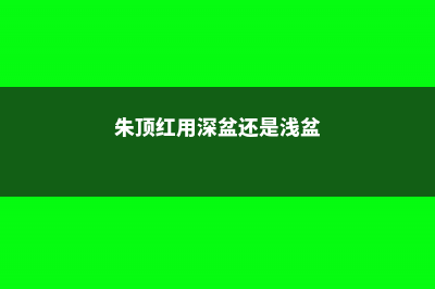 朱顶红用深盆还是浅盆种植 (朱顶红用深盆还是浅盆)