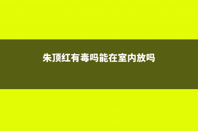 朱顶红有毒吗，能放室内养殖吗 (朱顶红有毒吗能在室内放吗)