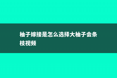 柚子嫁接时间是什么时候 (柚子嫁接是怎么选择大柚子会条枝视频)