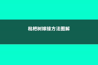 枇杷树嫁接方法 (枇杷树嫁接方法图解)