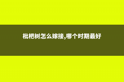 枇杷树怎么嫁接 (枇杷树怎么嫁接,哪个时期最好?)