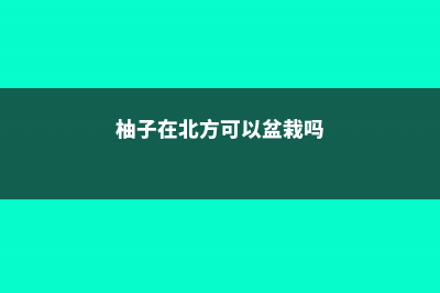 柚子在北方能种植吗 (柚子在北方可以盆栽吗)