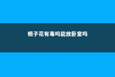 栀子花有毒吗 能在家里养吗 (栀子花有毒吗能放卧室吗)