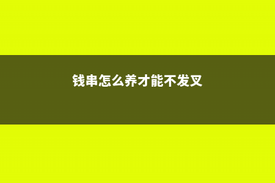 钱串怎么养才能肥厚一些 (钱串怎么养才能不发叉)