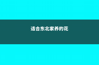 适合东北养的花 (适合东北家养的花)