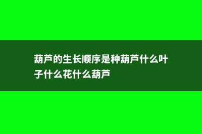 葫芦的生长顺序 (葫芦的生长顺序是种葫芦什么叶子什么花什么葫芦)