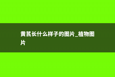 黄芪长什么样，喜欢什么样的环境 (黄芪长什么样子的图片 植物图片)