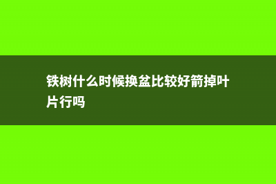 铁树什么时候换盆 (铁树什么时候换盆比较好箭掉叶片行吗)