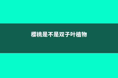 樱桃是单子叶还是双子叶 (樱桃是不是双子叶植物)